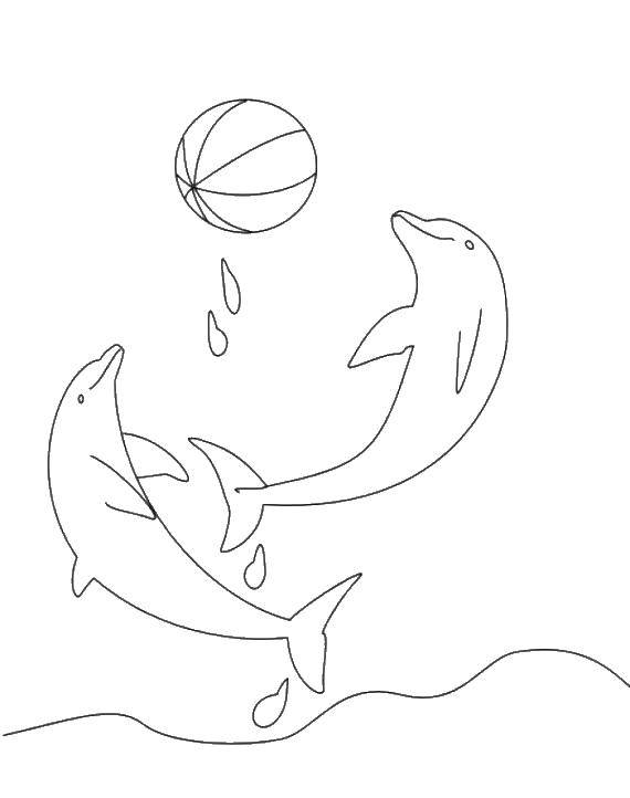   Дельфины и мяч