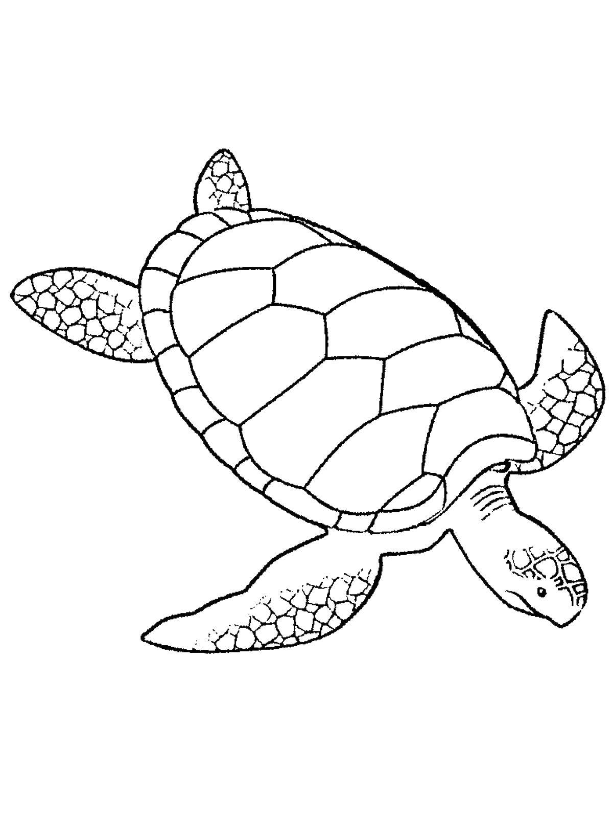  Подводная черепаха