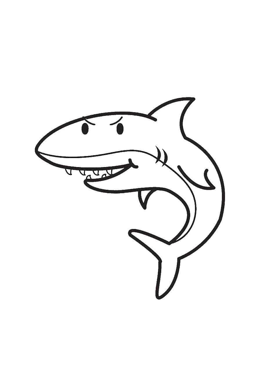   Акула с острыми зубами
