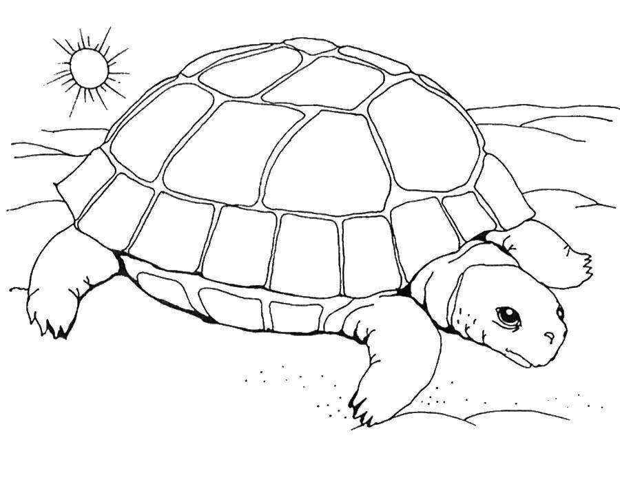   Черепаха и солнце