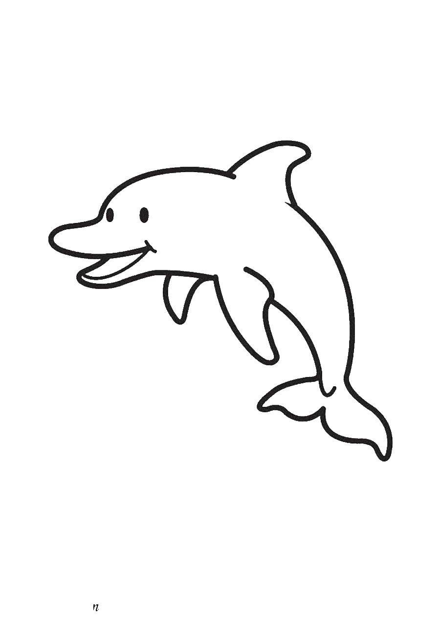   Веселый дельфин
