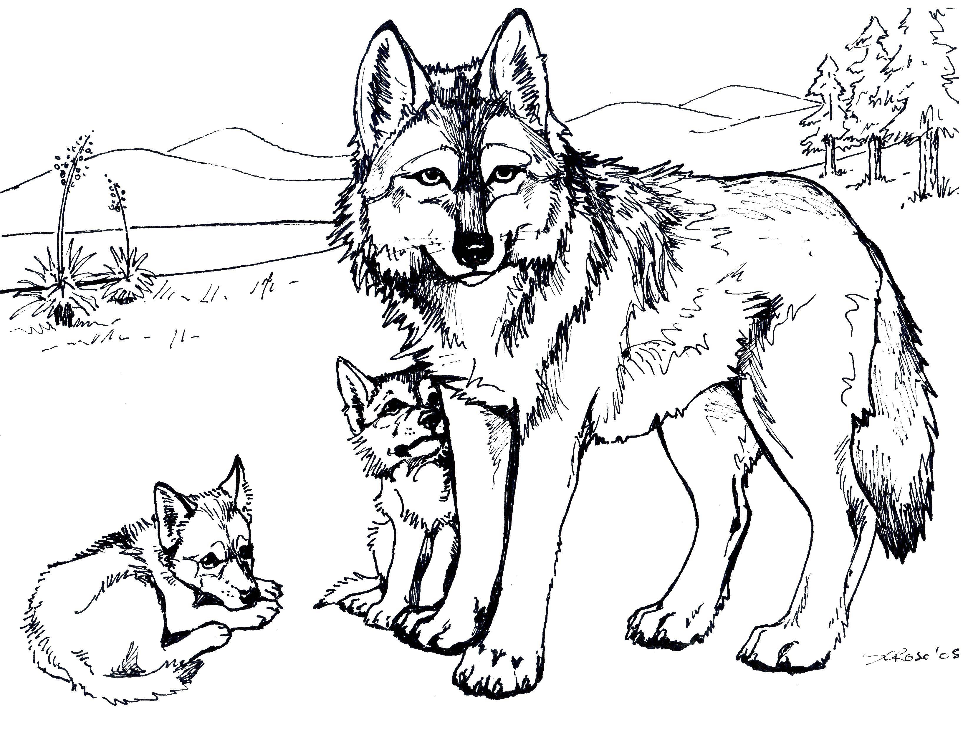 Раскраска волк  Волк и волчата