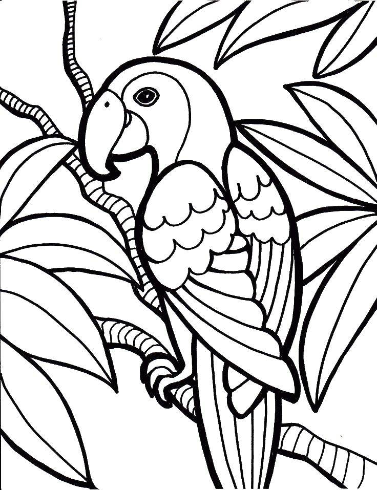 Раскраска попугай  Попугай на ветке