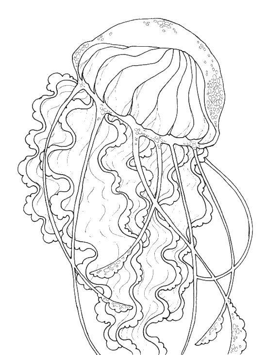   Медуза морские обитатели