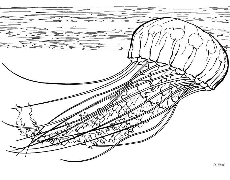   Морские обитатели медуза