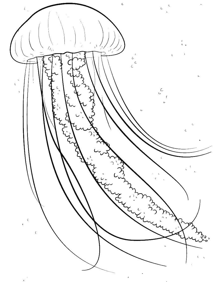   Сцифоидная медуза