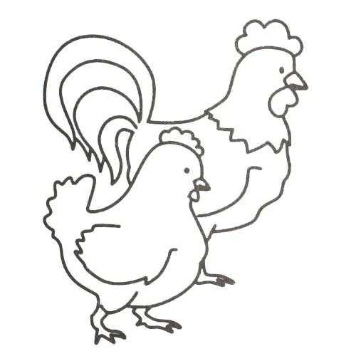   Рисунок петуха и курицы