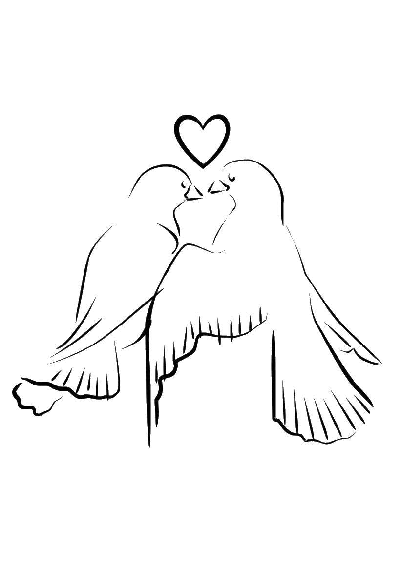 Раскраски с птицей голубь  Два голубя и сердце