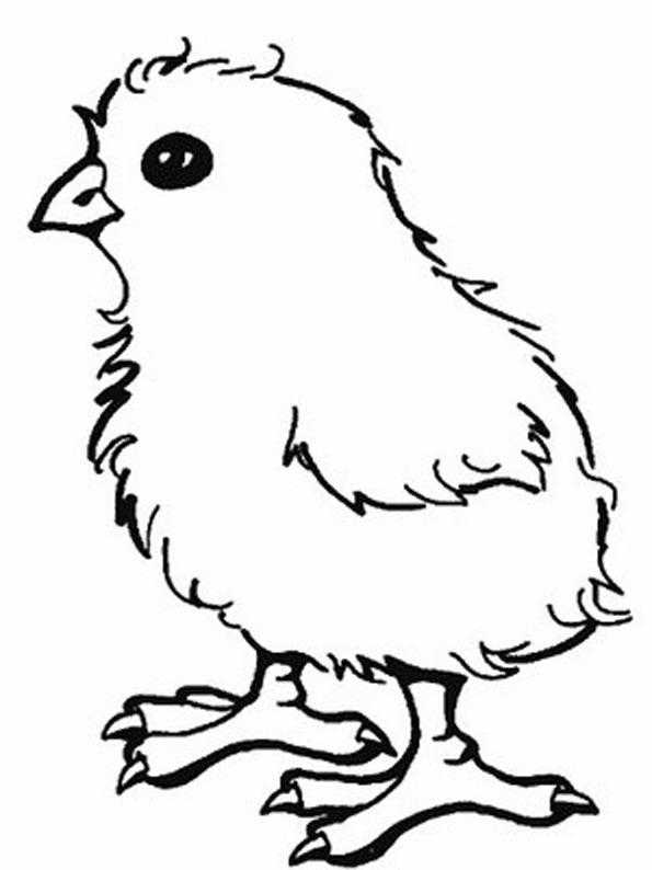   Рисунок цыпленка