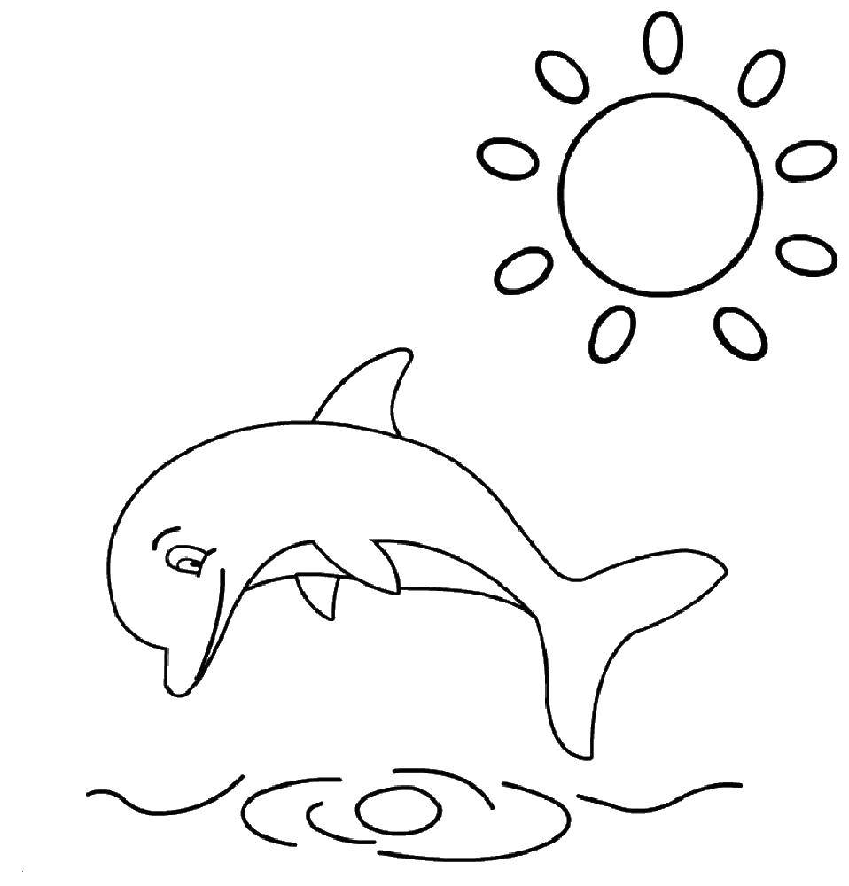   Дельфин прыгает над водой