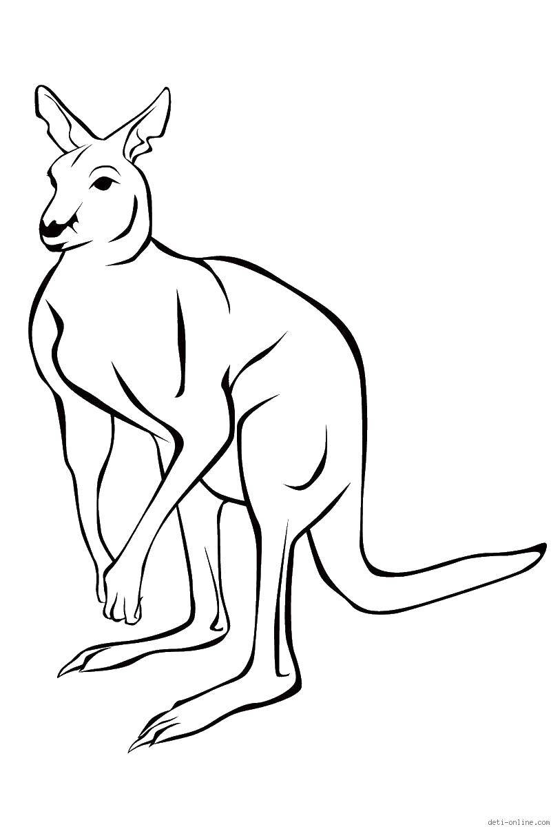 Раскраски кенгуру и кенгурята  Кенгуру
