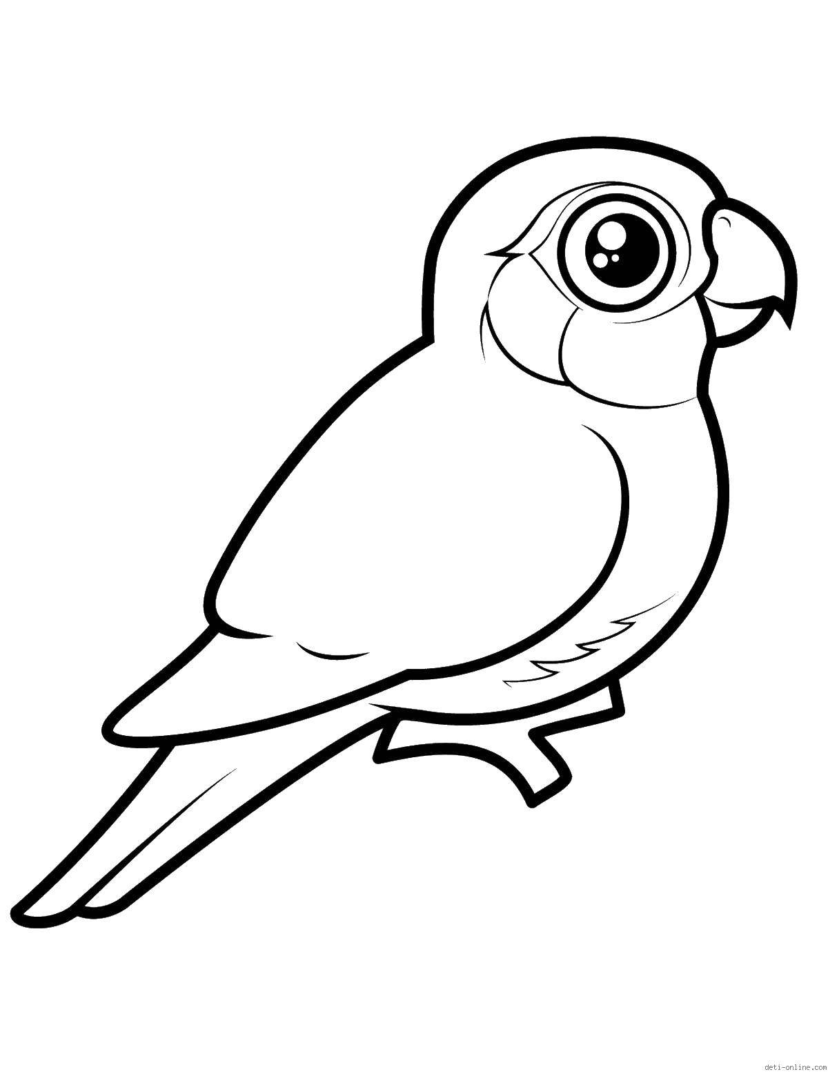 Раскраски Попугай — распечатать или скачать бесплатно