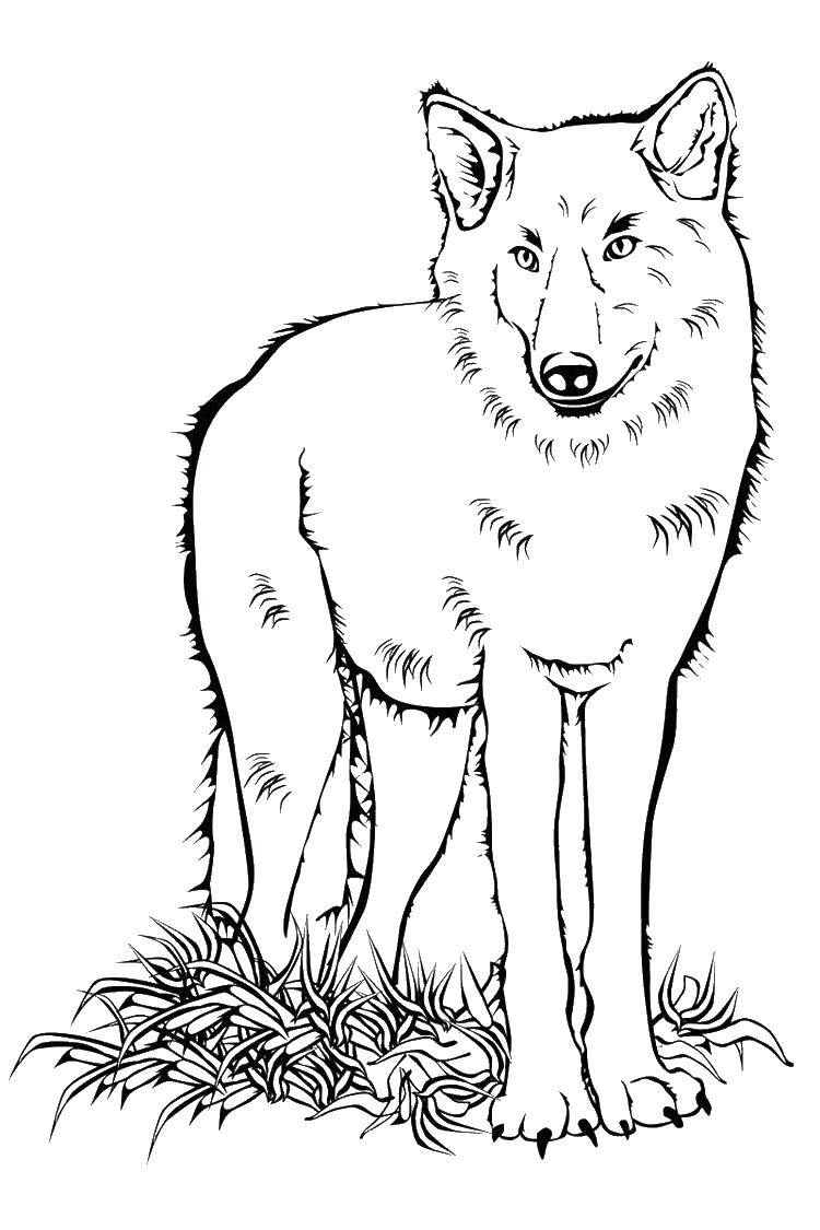 Раскраска волк  Волк в траве