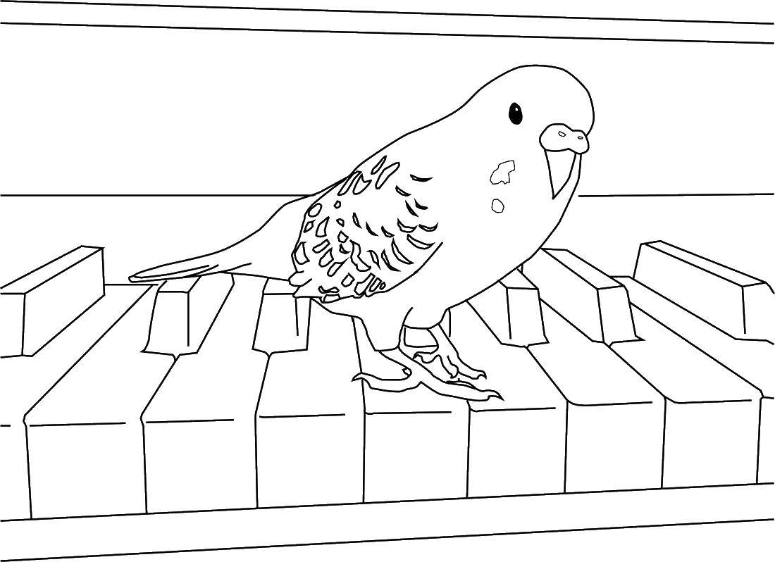 Раскраска попугай  Попугай на пианино