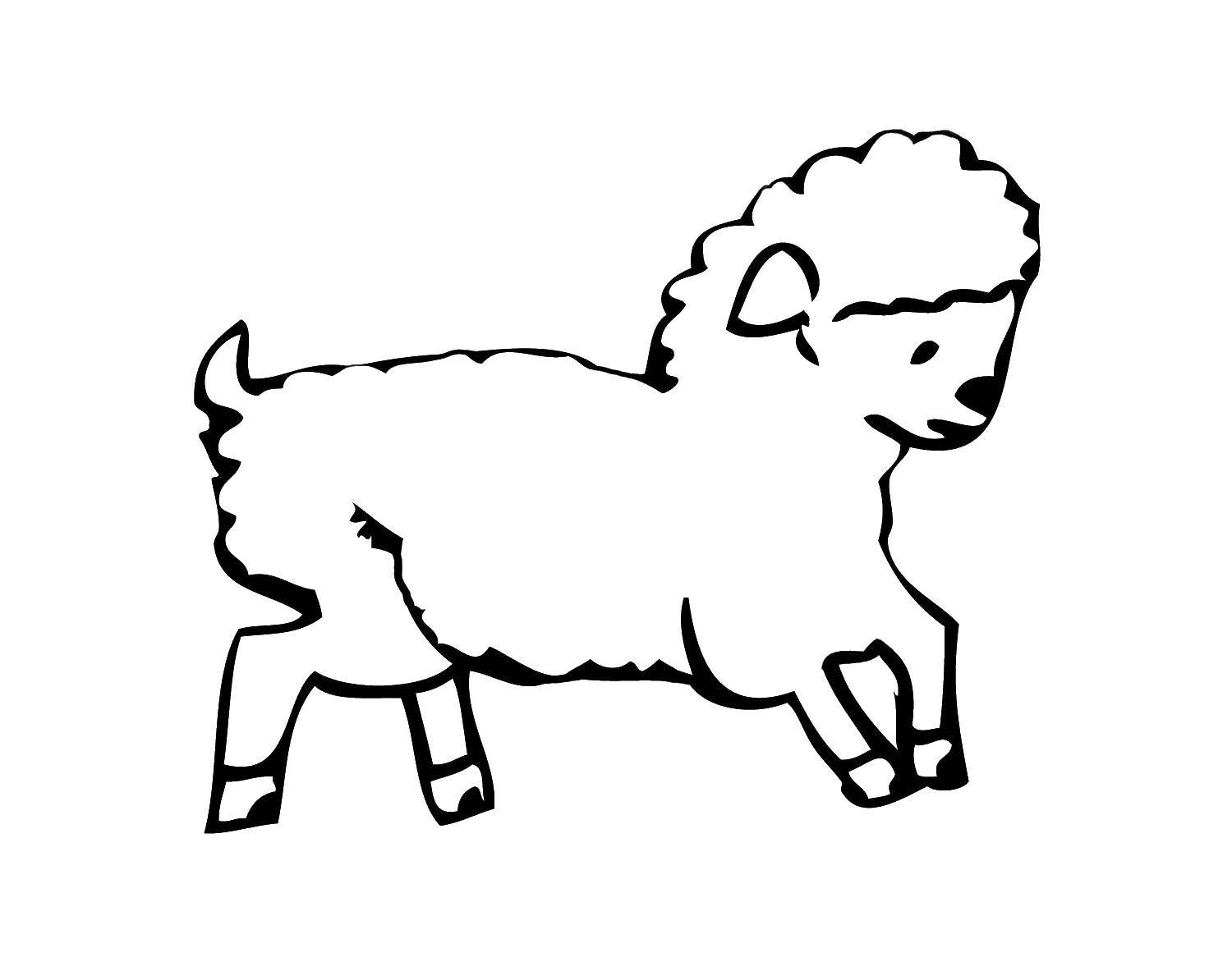 Раскраски овечки, бараны, ягнята  Бегущая овечка