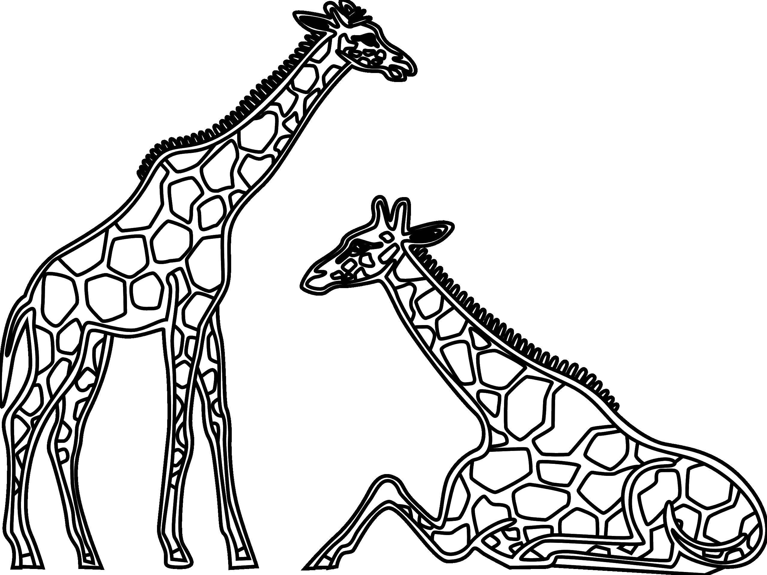 Раскраски жираф  Жирафы сидят