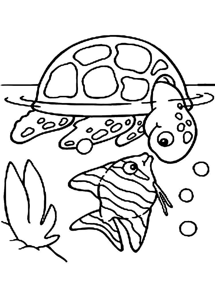 Раскраски черепаха  Черепашка и рыбка