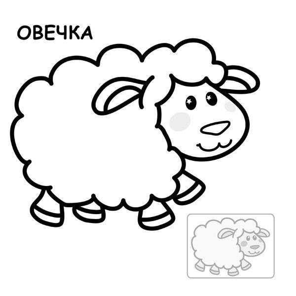 Раскраски овечки, бараны, ягнята  Рисунок овечка