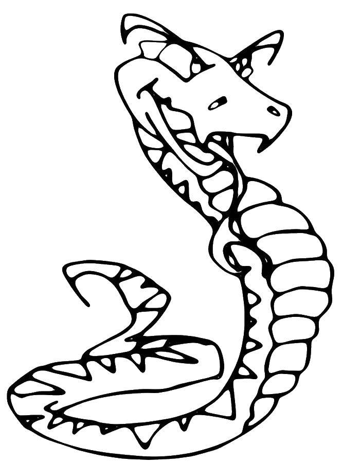 Раскраски змея  Злая змея