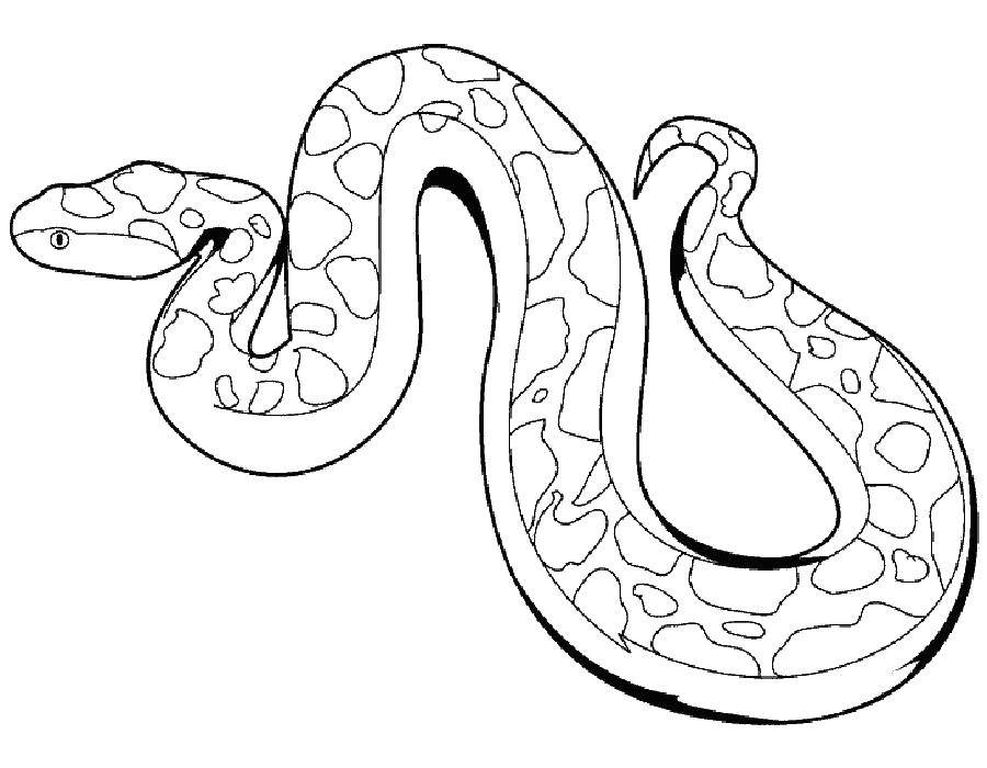Раскраски змея  Змея подотряд класса пресмыкающихся отряда чешуйчатые