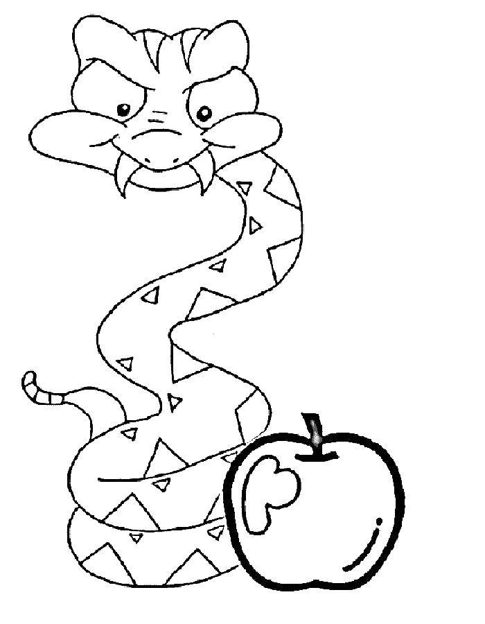 Раскраски змея  Змея с яблоком