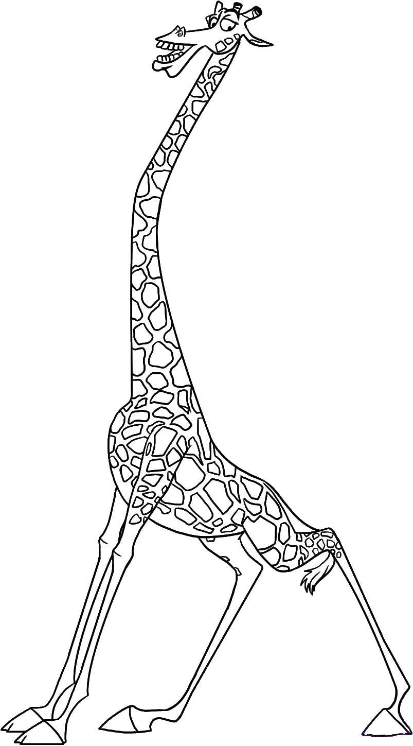 Раскраски жираф  Жираф из мадагаскара