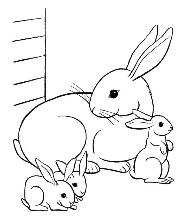   Кролик и крольчата