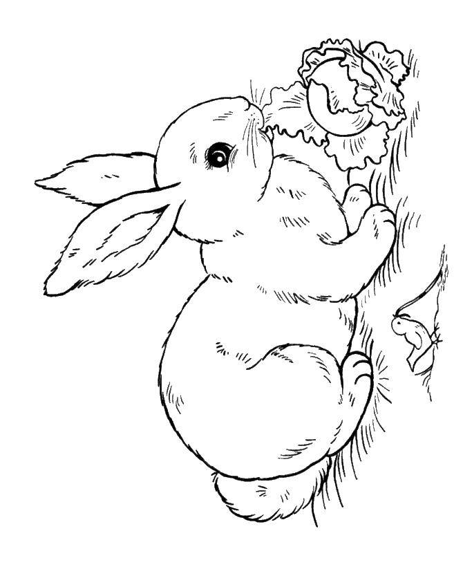   Кролик кушает капусту