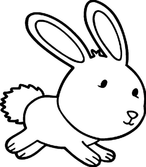 Раскраски зайчата и зайцы  Зайчик с пушистым хвостиком