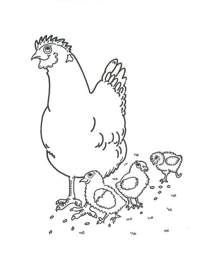   Рисунок курицы и цыплят