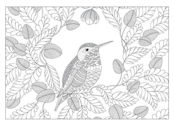   Раскраски арт-терапия, раскраски антитресс скачать бесплатно, колибри в просвете листьев