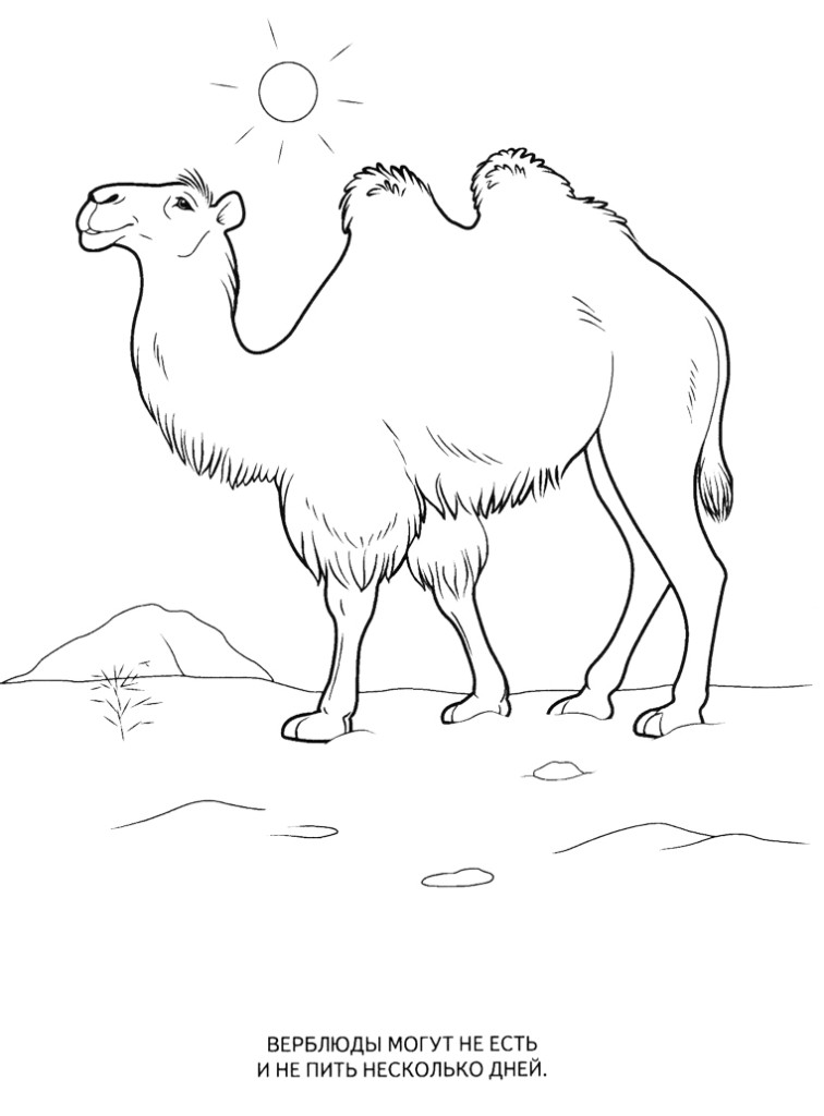   Картинки раскраски животные, верблюд