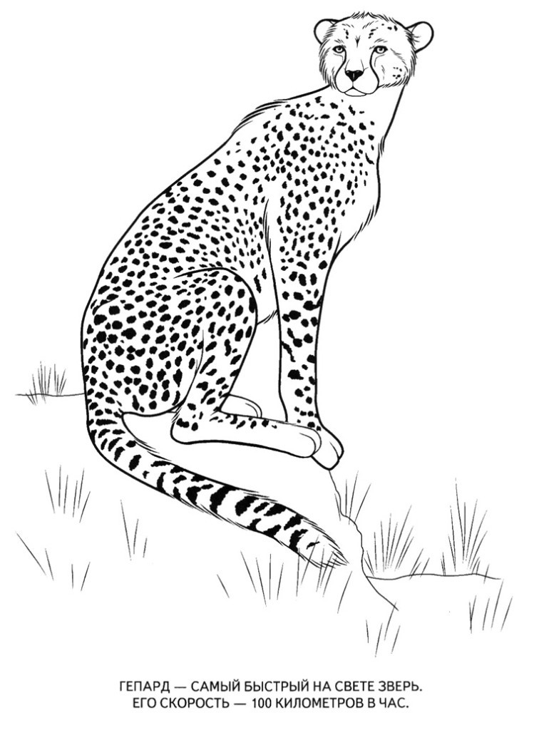 Раскраски гепарды  Картинки раскраски животные, гепард