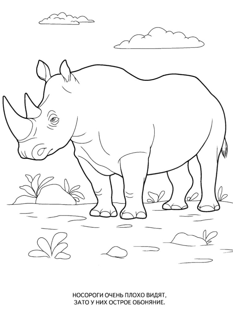 Раскраски носороги  Картинки раскраски животные, носорог
