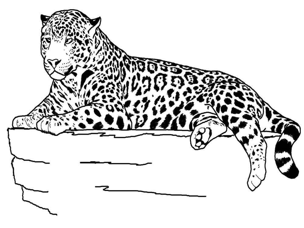 Раскраски леопард  Скачать или распечатать раскраску, леопард на камне
