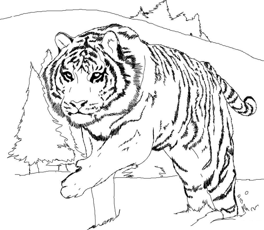   Скачать или распечатать раскраску, тигр