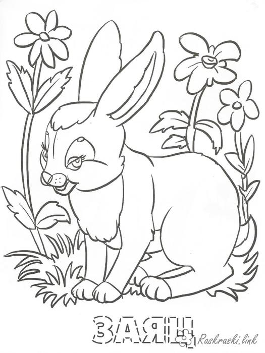 Раскраски зайцы, зайчиха, зайчонок  Раскраски лесные животные раскраски для детей, заяц, лес, животные
