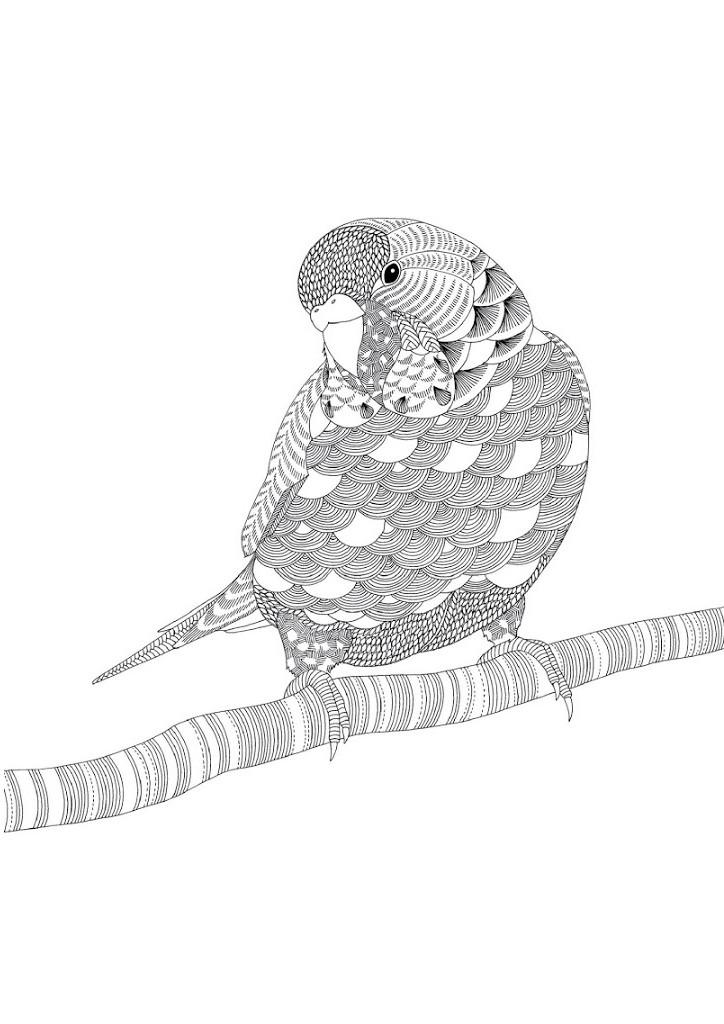 Раскраска попугай  Раскраски антитресс скачать бесплатно, раскраски для взрослых распечатать, попугай