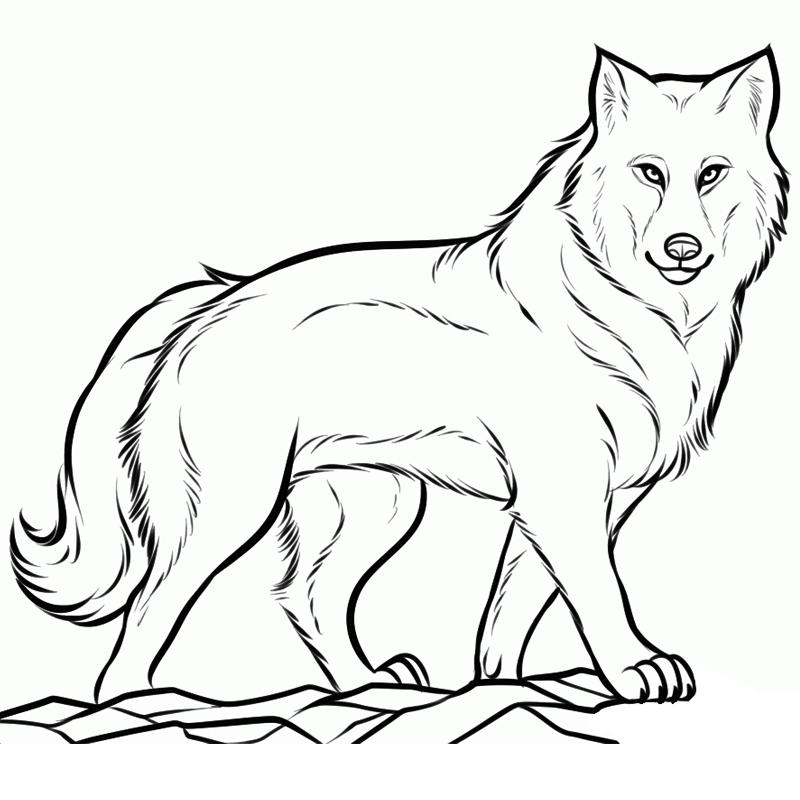 Раскраски волчата и волчицы  Волчица