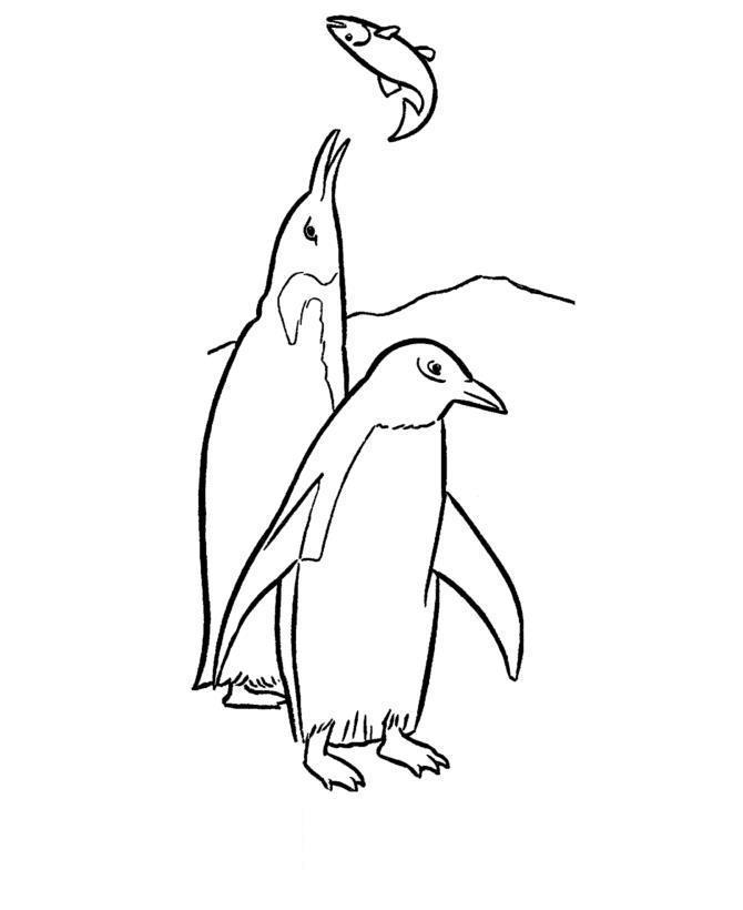   Пингвины ловят рыбу