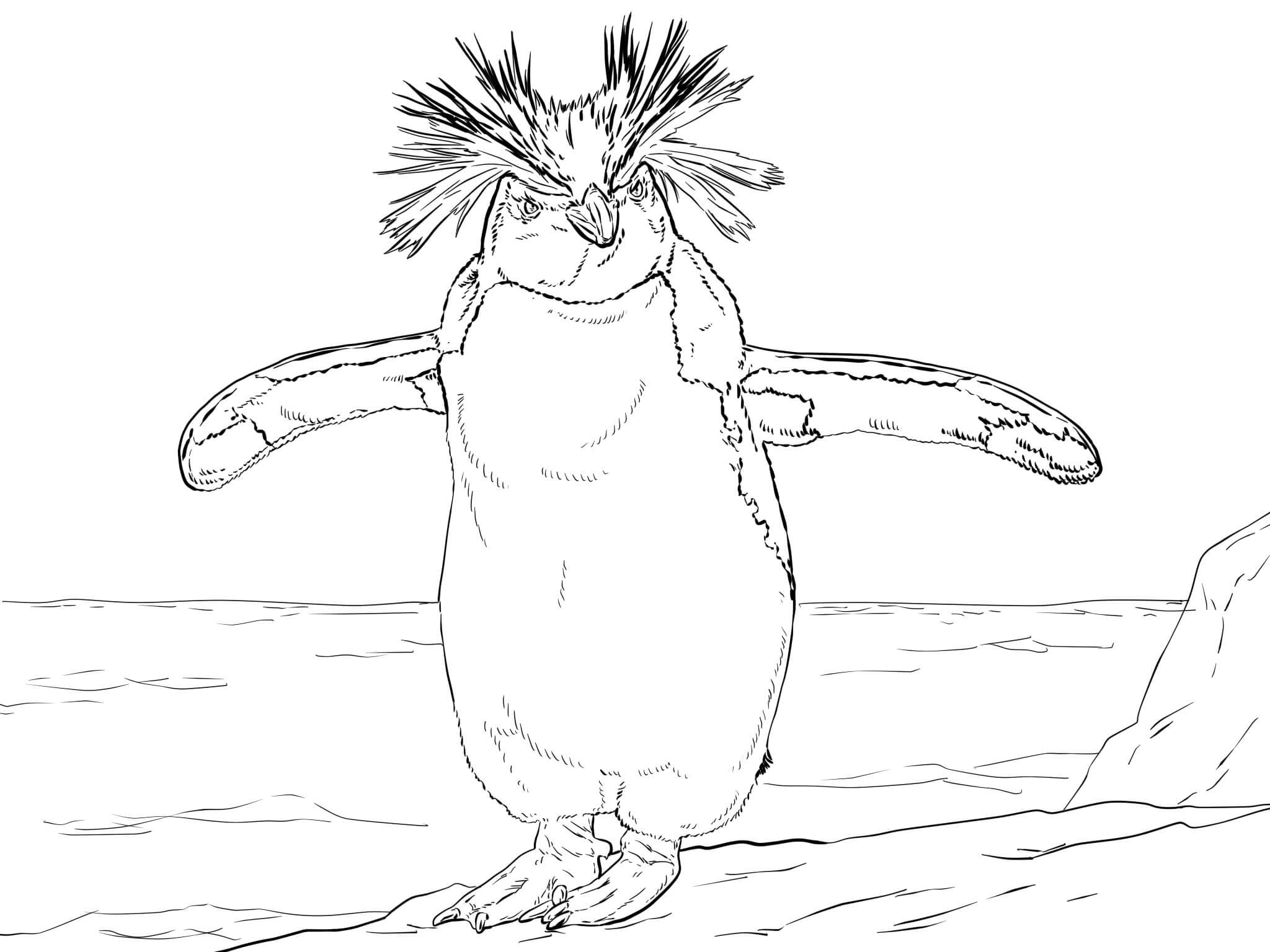   Северный пингвин с большим хохолком
