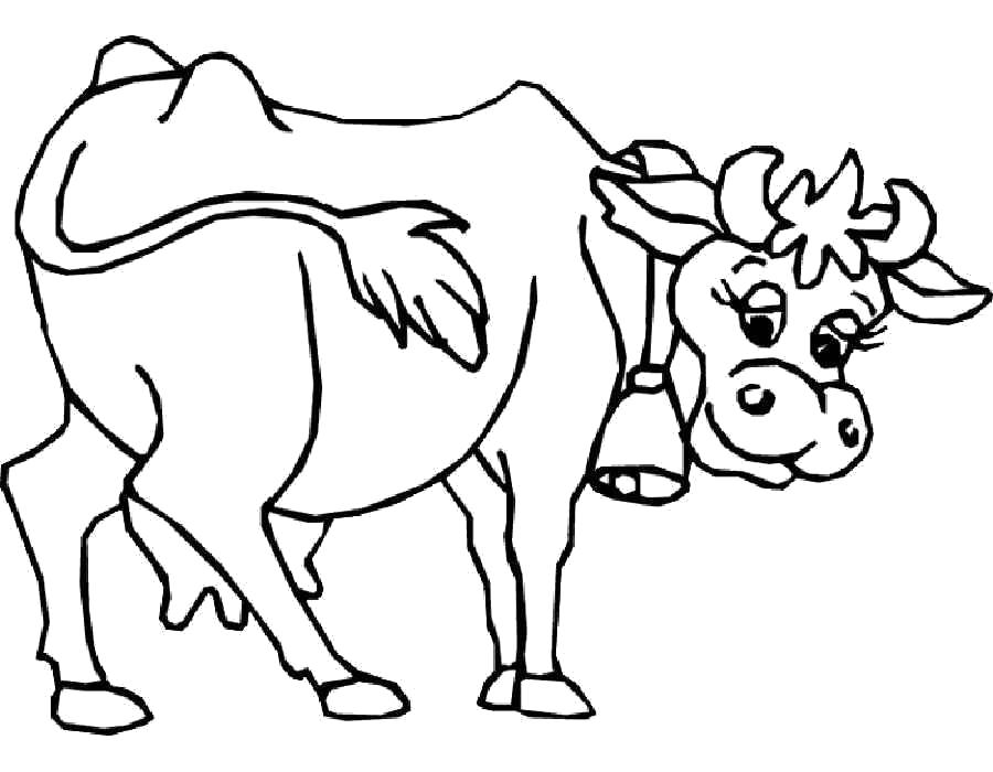 Раскраски домашняя корова  Раскраска корова, смешная корова
