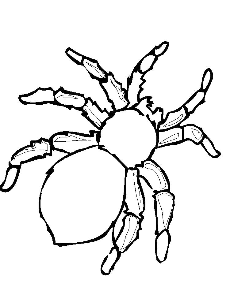   Раскраска паук