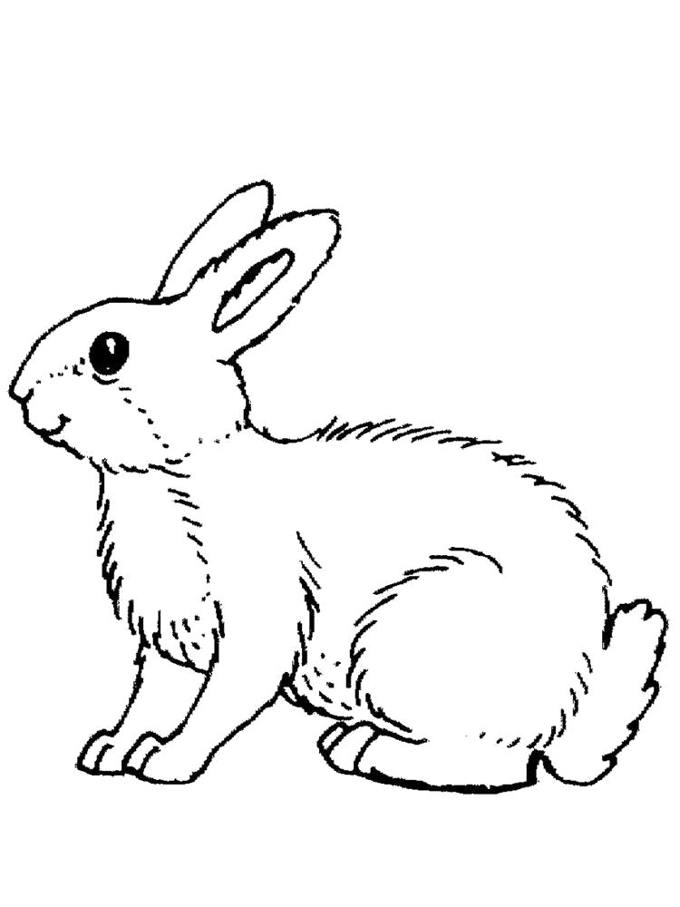 Раскраски зайцы, зайчиха, зайчонок  Раскраска заяц