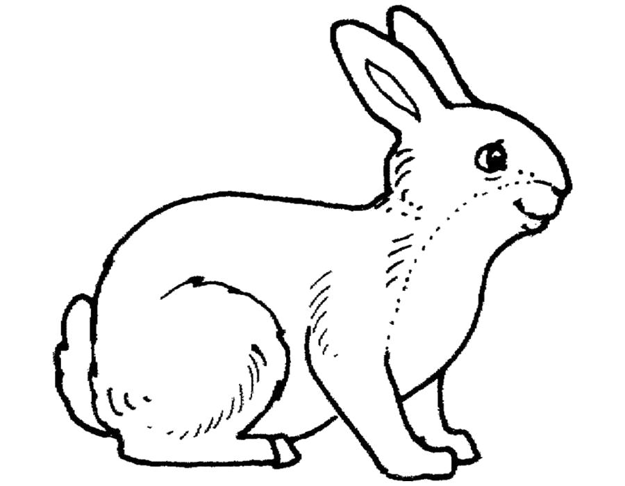   Раскраска кролик, домашний кролик, маленький кролик, пушистый кролик