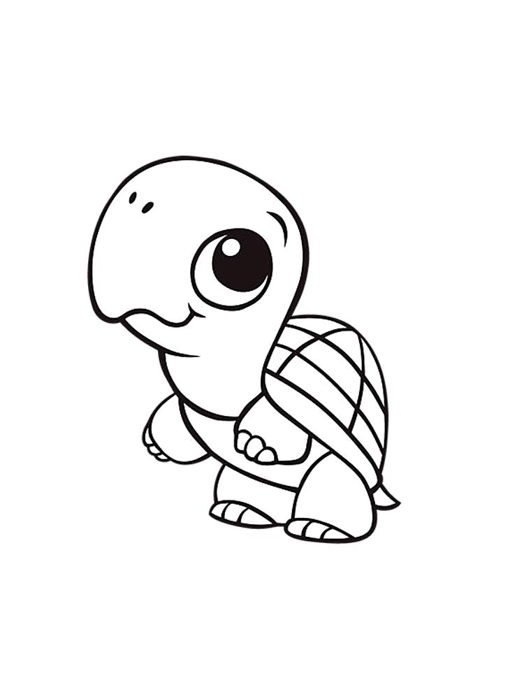 Раскраски черепаха  Раскраска черепашка