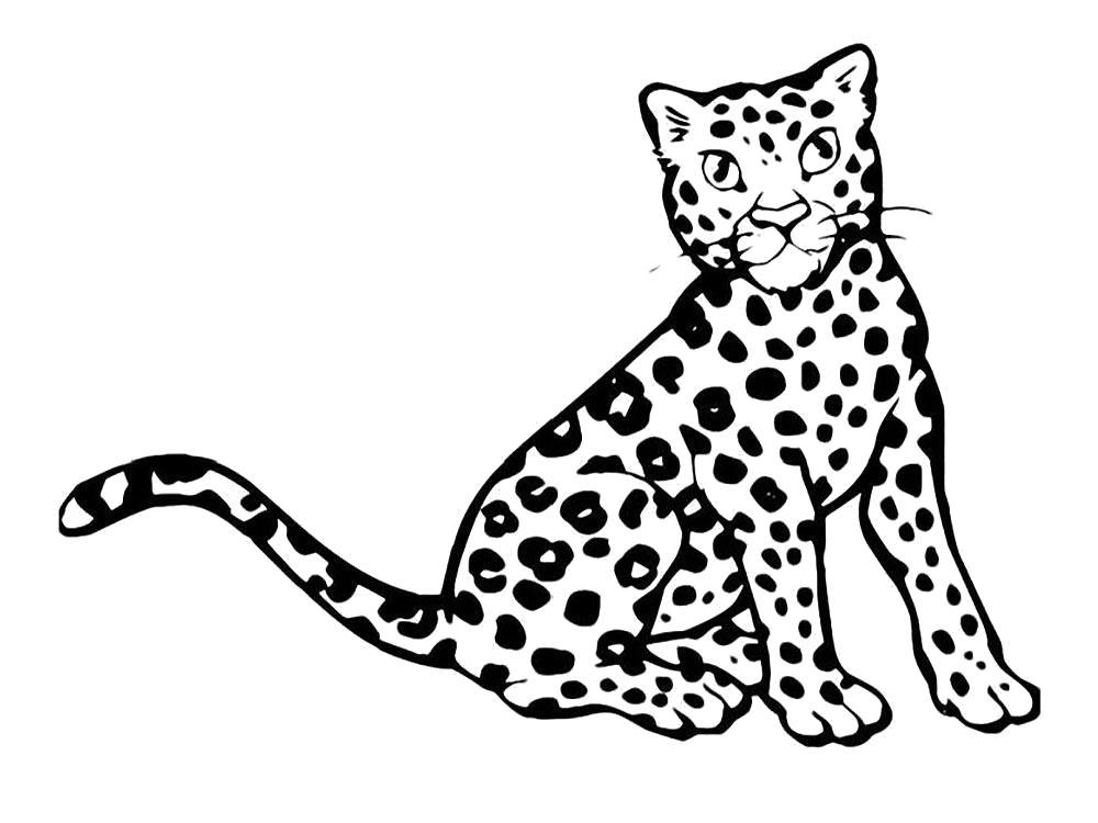 Раскраски леопард  Раскраска леопард
