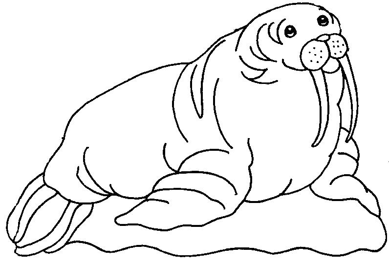  Бивни моржа