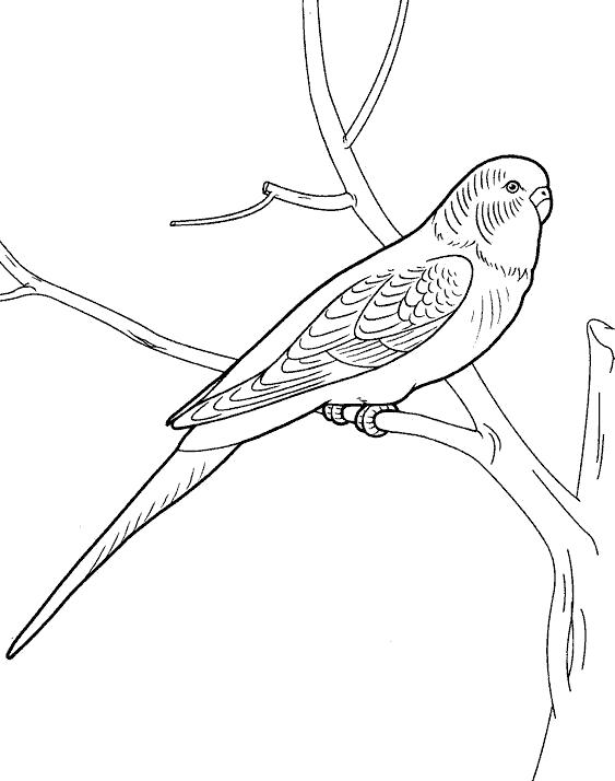 Раскраска попугай  Волнистый попугайчик
