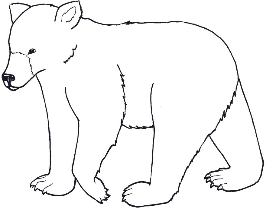 Раскраски медведь, медведица, медвежонок  Лесной медведь